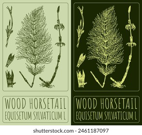 Vector drawing WOOD HORSETAIL. Hand drawn illustration. The Latin name is EQUISETUM SYLVATICUM L.
