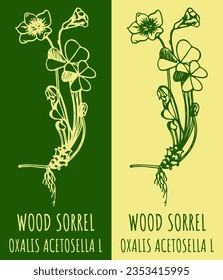 Vectorzeichnung HOLZ SORREL . Handgezeichnete Illustration. Der lateinische Name ist OXALIS ACETOSELLA L.

