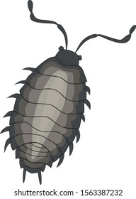 Vector Drawing Of Woodlice Isolated