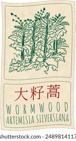 Vektorgrafik Drawing WORMWOOD auf Chinesisch. Handgezeichnete Illustration. Der Name des Latins ist ARTEMISIA SIEVERSIANA.
