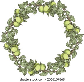 Dibujo vectorial de la corona de ramas con manzanas y hojas verdes