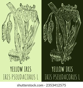 Vector drawing YELLOW IRIS. Hand drawn illustration. The Latin name is IRIS PSEUDACORUS  L.
