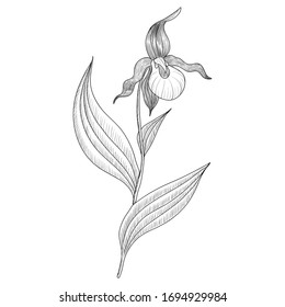vector drawing yellow lady's slipper ,Cypripedium parviflorum , hand drawn illustration