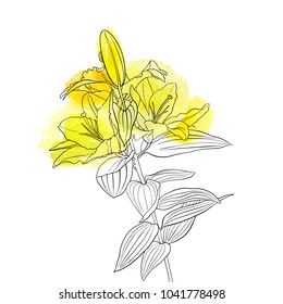 vector drawing yellow lily flower, floral element with watercolor spots, hand drawn illustration