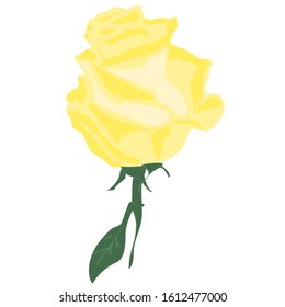 
vector drawing of a yellow rose on a transparent background