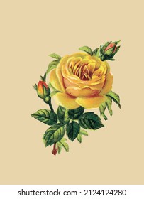 Vector drawing of a yellow rose in vintage style 