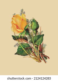 Vector drawing of a yellow rose in vintage style 
