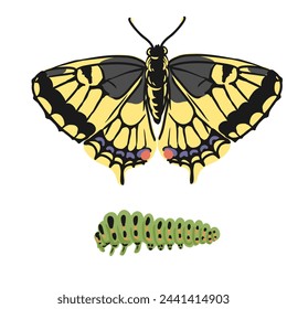 vector drawing yellow swallowtail butterfly and green caterpillar, Papilio machaon, insects isolated at white background, natural elements, hand drawn illustration