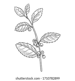 vector drawing yerba mate, Ilex paraguariensis, hand drawn illustration