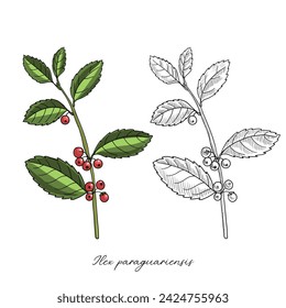 vector drawing yerba mate, Ilex paraguariensis, hand drawn illustration