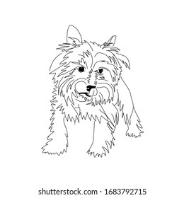 Vector dibujando yorkshire terrier. Dibujo lineal en blanco y negro de un perro
