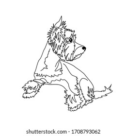 Vector drawing of a Yorkshire Terrier puppy. A sketch of a lying little dog