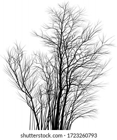 Vector drawing of young acacia trees
