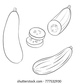 vector drawing zucchini, isolated vegetables, hand drawn illustration