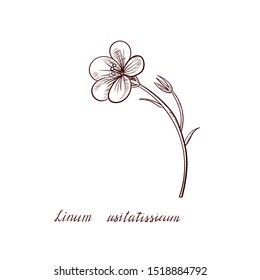 vector drawingflax flower, Linum usitatissimum ,hand drawn illustration