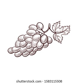 vector drawinggrape berries,hand drawn illustration