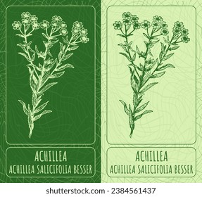 Vector drawings ACHILLEA. Hand drawn illustration. Latin name ACHILLEA SALICIFOLIA BESSER.
