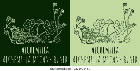 Dibujos vectoriales Alquimila micans. Ilustración dibujada a mano. Nombre latino ALCHEMILLA MICANS BUSER.