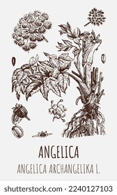 Vektorgrafiken von Angelica archangelica. Handgezeichnete Illustration. Lateinischer Name ANGELICA OFFICINALIS MOENZ
