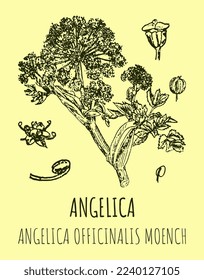 Vektorgrafiken von Angelica archangelica. Handgezeichnete Illustration. Lateinischer Name ANGELICA OFFICINALIS MOENZ
