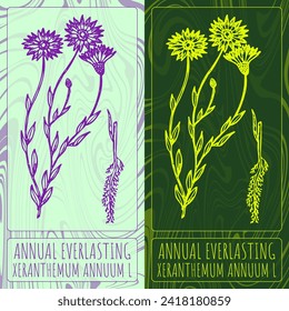 Vector drawings ANNUAL EVERLASTING . Hand drawn illustration. Latin name XERANTHEMUM ANNUUM L.
