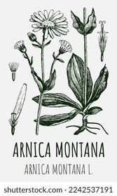 Dibujos vectores de Arnica. Ilustración dibujada a mano. Nombre latino Arnica montana L.
