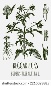 Vektorgrafiken von BEGGARTICKS TRIFID BUR-MARIGOLD. Handgezeichnete Illustration. Latin name BIDENS TRIPARTITA L.
