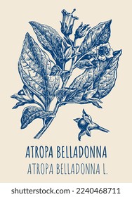 Vector drawings of BELLADONNA. Hand drawn illustration. Latin name ATROPA BELLADONNA L
