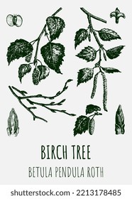 Vector drawings of Birch. Hand drawn illustration. Latin name Betula L.
