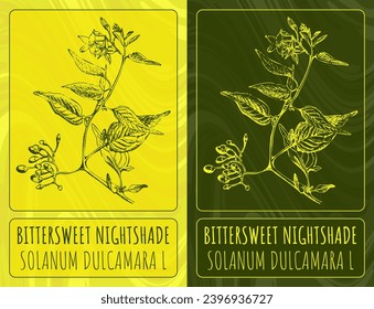 Vector drawings BITTERSWEET NIGHTSHADE. Hand drawn illustration. Latin name SOLANUM DULCAMARA L.
