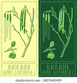 Vector drawings BLACK ALDER. Hand drawn illustration. Latin name ALNUS GLUTINOSA L.
