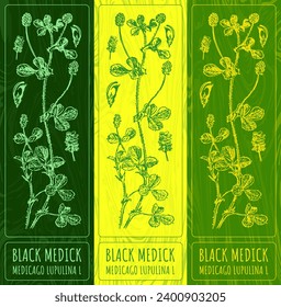 Dibujos de vectores MÉDICO NEGRO . Ilustración dibujada a mano. Nombre latino MEDICAGO LUPULINA L.
