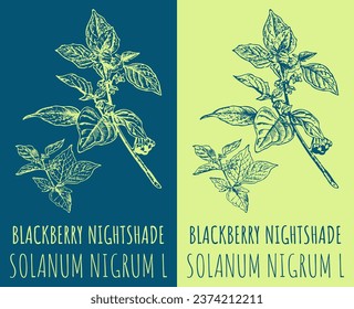 Vector drawings BLACKBERRY NIGHTSHADE. Hand drawn illustration. Latin name SOLANUM NIGRUM L.
