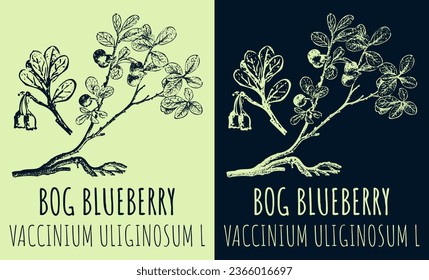 Dibujos de vectores BOG BLUEBERRY. Ilustración dibujada a mano. Nombre latino VACCINIUM ULIGINOSUM L.
