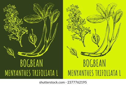 Vector drawings BOGBEAN. Hand drawn illustration. Latin name MENYANTHES TRIFOLIATA  L.
