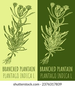 Vector drawings BRANCHED PLANTAIN. Hand drawn illustration. Latin name PLANTAGO INDICA L.