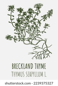 Vector drawings of Breckland thyme. Hand drawn illustration. Latin name THYMUS SERPYLLUM L.
