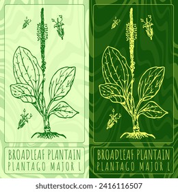 Vector drawings BROADLEAF PLANTAIN. Hand drawn illustration. Latin name PLANTAGO MAJOR L.
