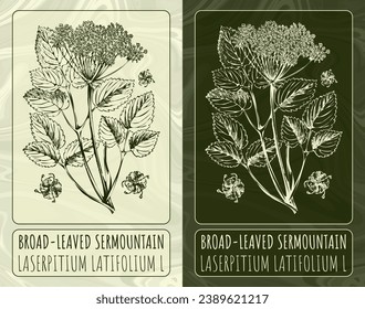 Vector drawings BROAD-LEAVED SERMOUNTAIN. Hand drawn illustration. Latin name LASERPITIUM LATIFOLIUM  L.
