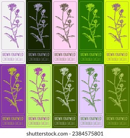 Vector drawings BROWN KNAPWEED. Hand drawn illustration. Latin name CENTAUREA JACEA L.
