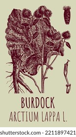 Vector drawings of BURDOCK. Hand drawn illustration. Latin name ARCTIUM LAPPA L.
