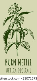 Vector drawings BURN NETTLE. Hand drawn illustration. Latin name URTICA DIOICA L. 
