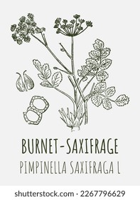 Vektorgrafiken von BURNET SAXIFRAGE. Handgezeichnete Illustration. lateinischer Name PIMPINELLA SAXIFRAGA L.
