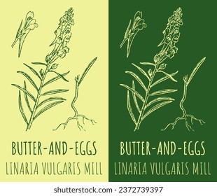Vector drawings BUTTER-AND-EGGS. Hand drawn illustration. Latin name LINARIA VULGARIS MILL.
