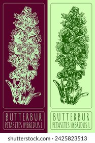 Vektorzeichnungen BUTTERBUR. Handgezeichnete Illustration. Lateinische Bezeichnung PETASITES HYBRIDUS L.
