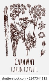 Vector drawings of Caraway. Hand drawn illustration. Latin name CARUM CARVI L.
