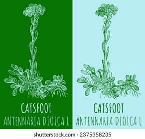 Vector drawings CATSFOOT. Hand drawn illustration. Latin name ANTENNARIA DIOICA  L.
