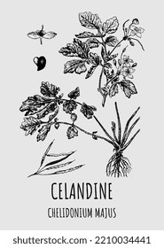 Vector drawings of CELANDINE. Hand drawn illustration. Latin name CHELIDONIUM MAJUS.
