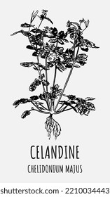 Vector drawings of CELANDINE. Hand drawn illustration. Latin name CHELIDONIUM MAJUS.
