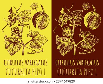 Vector drawings CITRULLUS VARIEGATUS . Hand drawn illustration. Latin name CUCURBITA PEPO  L.
